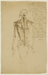 Zeichnung des Skeletts eines Mannes